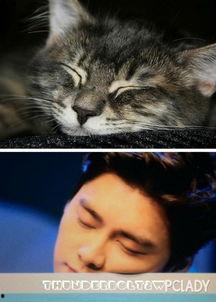 娱乐圈猫猫吃瓜图片